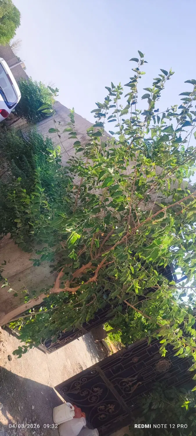 فروش باغچه  لاکچری قیمت مناسب