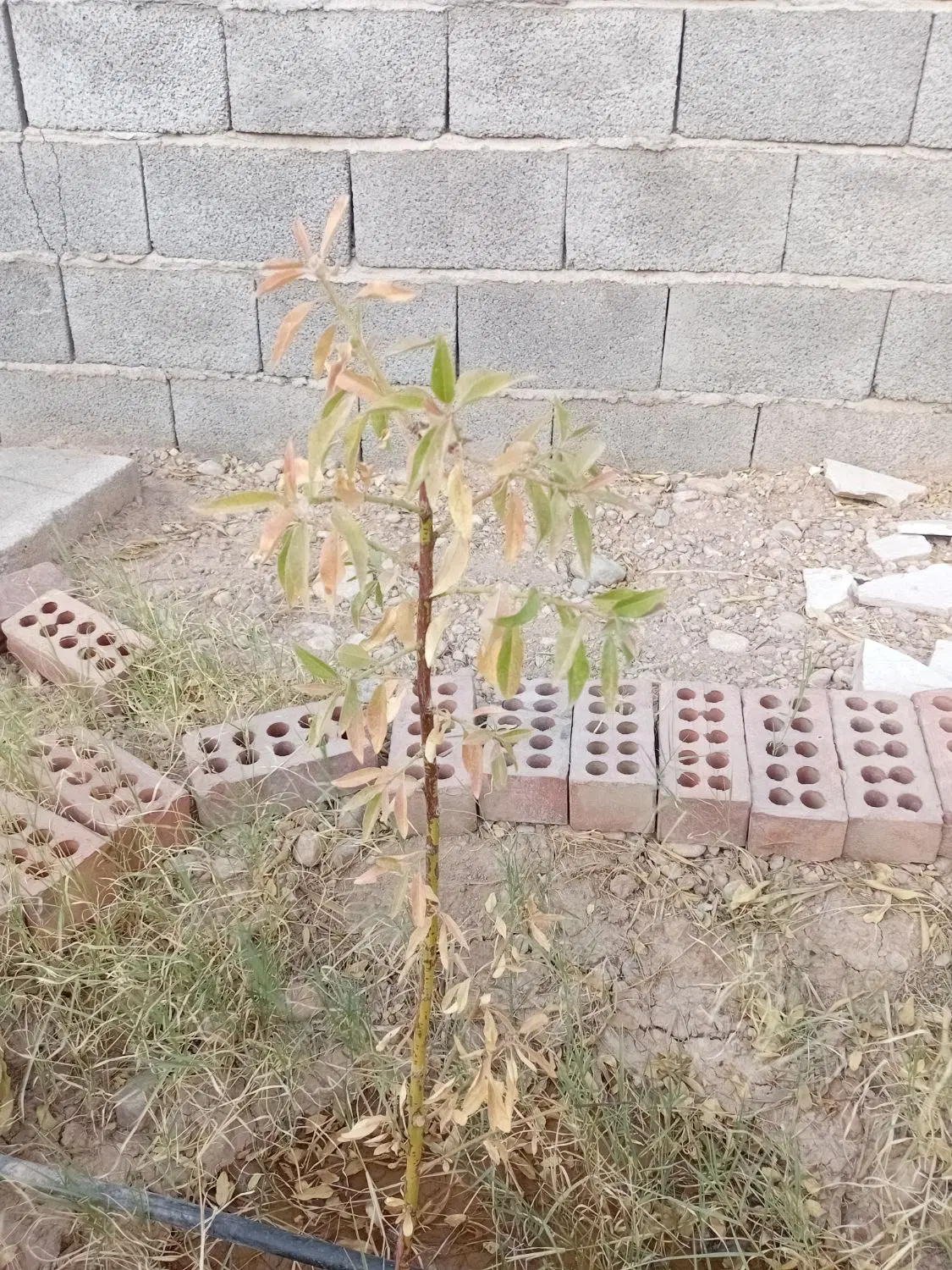 زمین محصور دوکله در روستای شاهرخ آباد