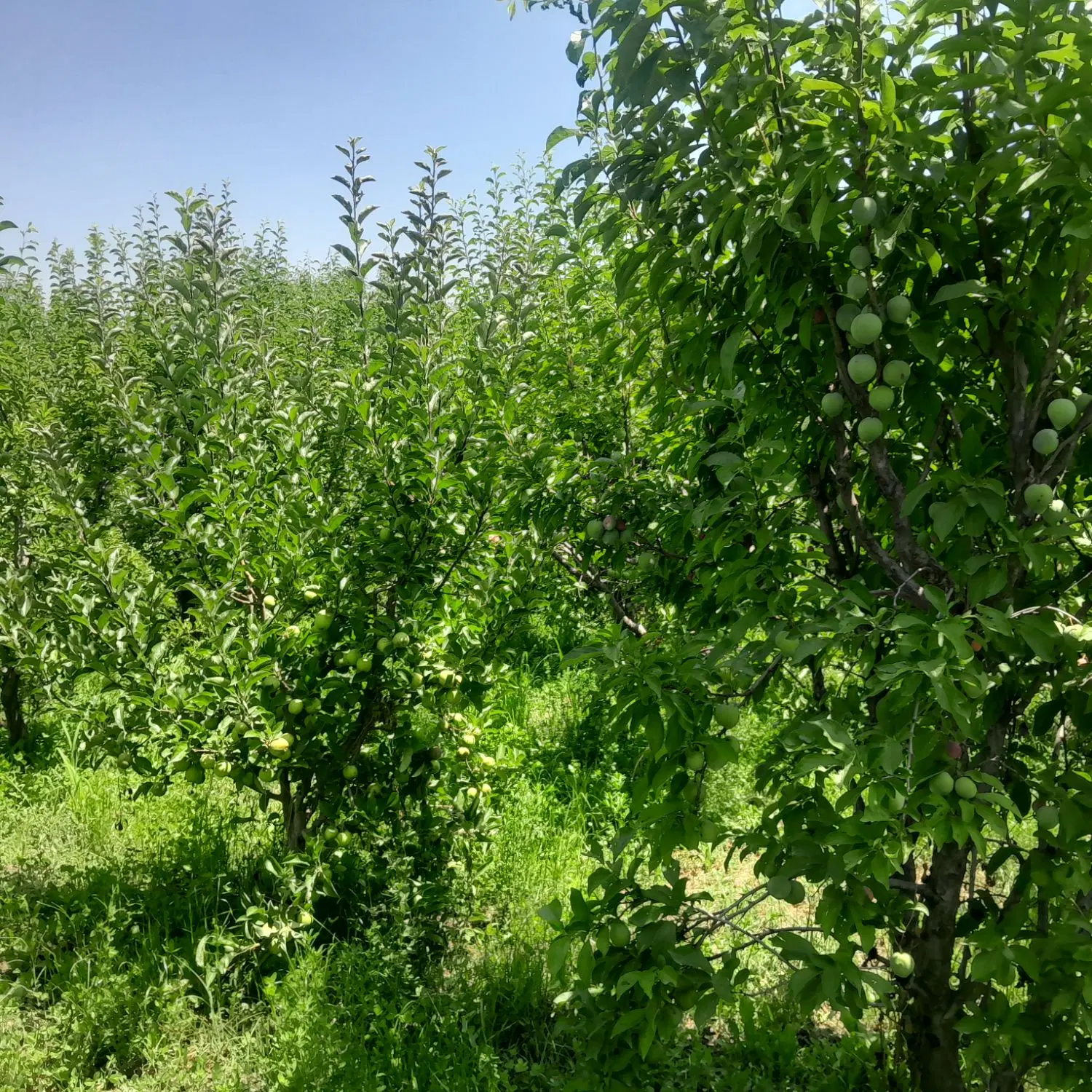باغ جوان 6 ساله بارده املاک امیر
