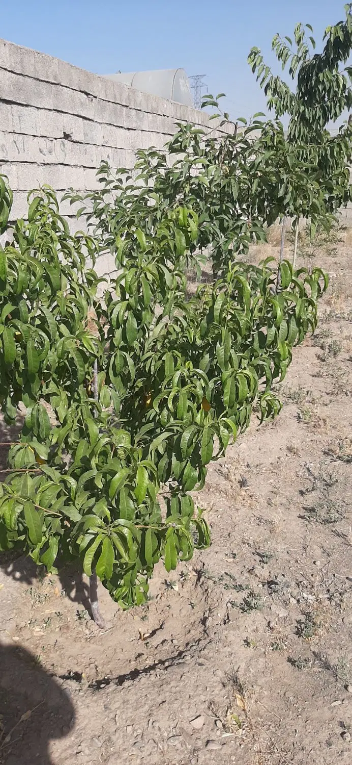 باغچه با موقعیت استثنایی