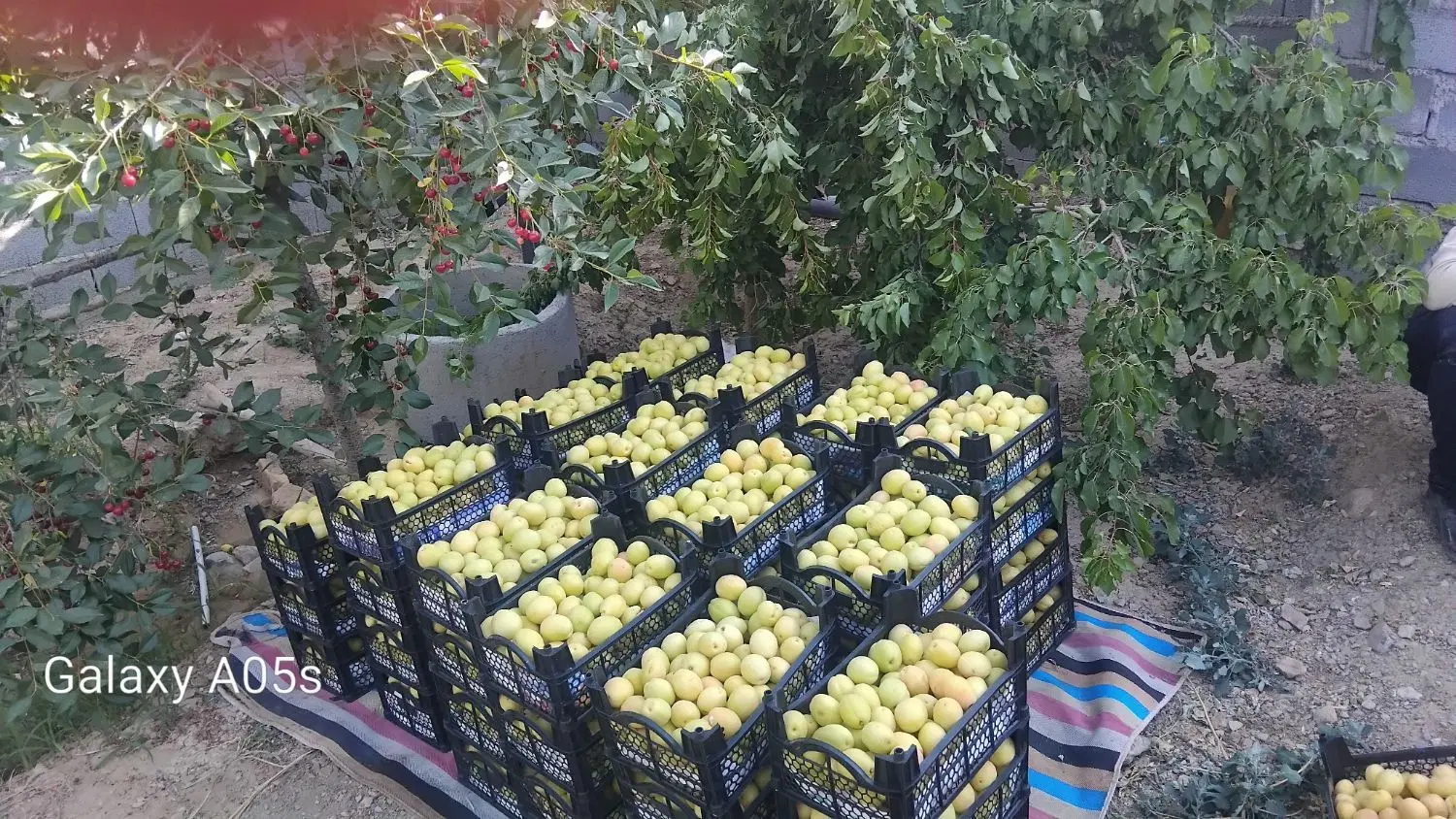 باغ با درختان میوه جنگلی