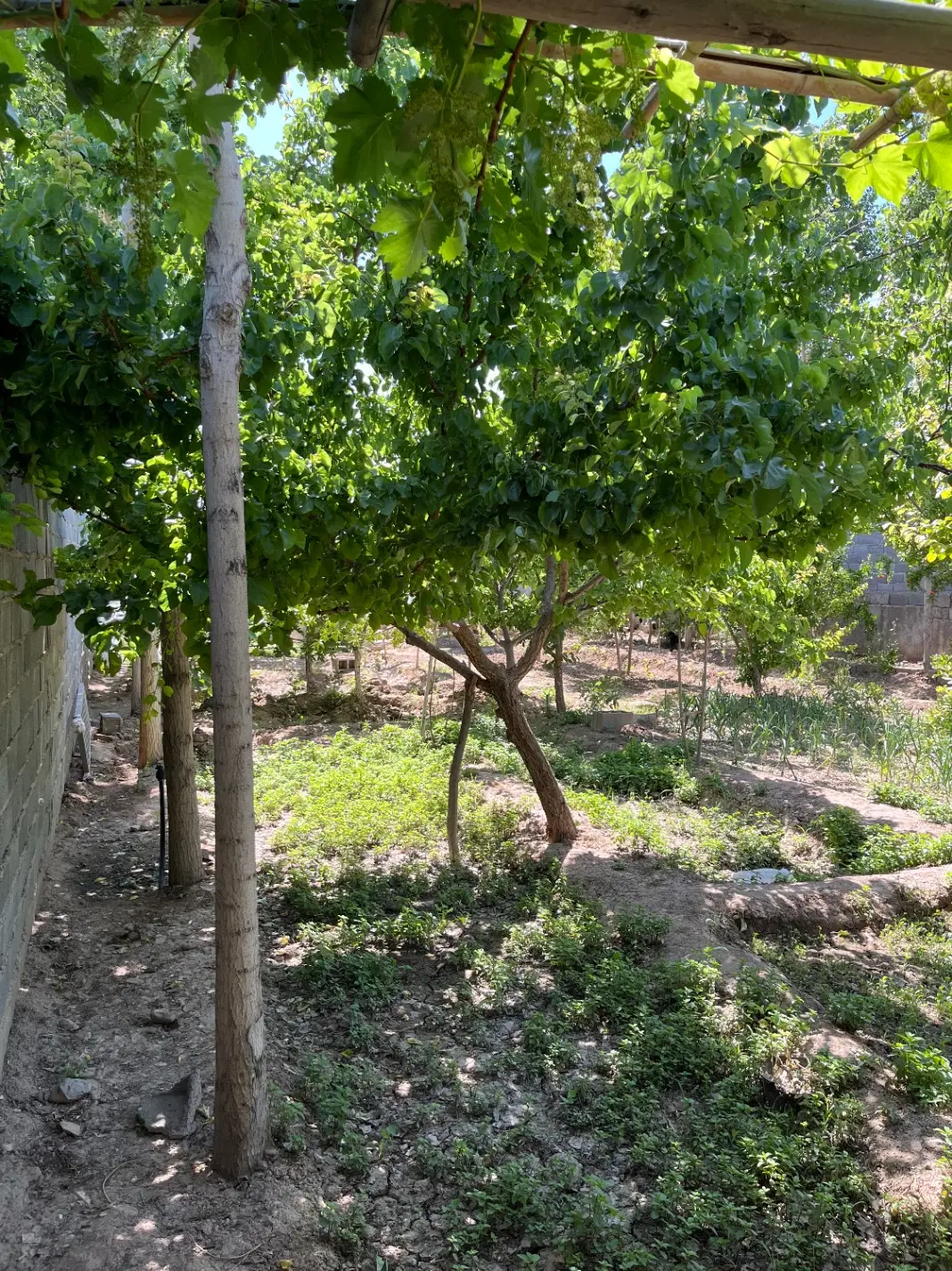باغ چهاردیواری