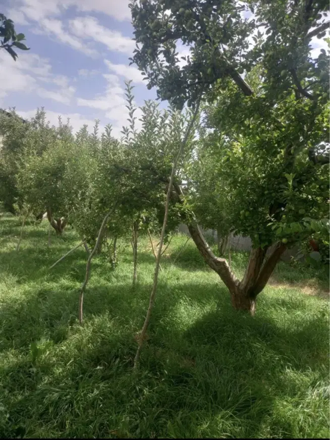 باغ در جاده اردغان