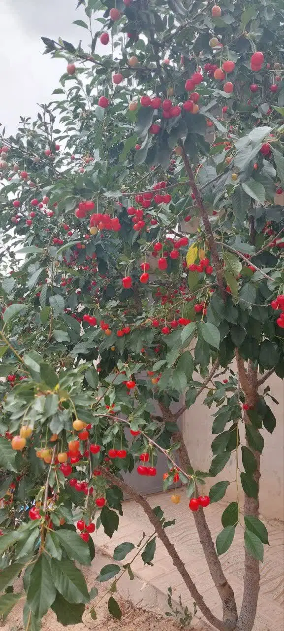 فروش باغ