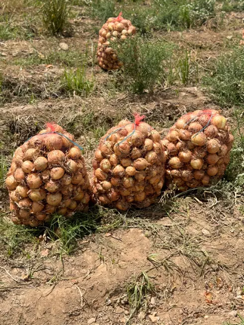 اجاره زمین کشاورزی