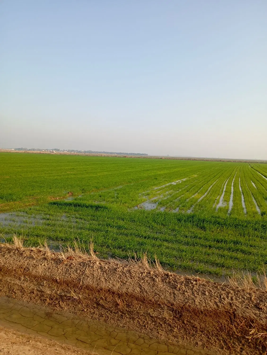 فروش زمین کشاورزی