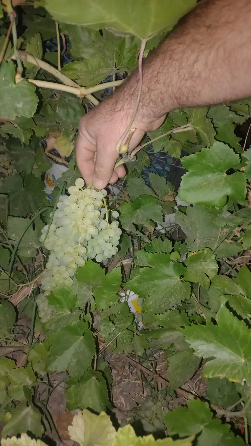 ۱۶۰۰ متر باغ زرد آلود مناسب صفا باغی