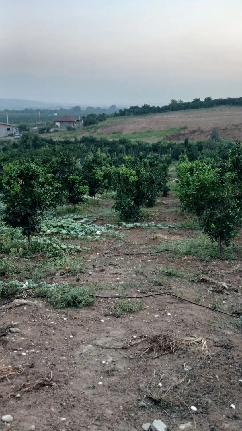 زمین باغ مرکبات