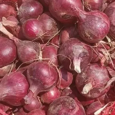 زمین کشاورزی اجاره