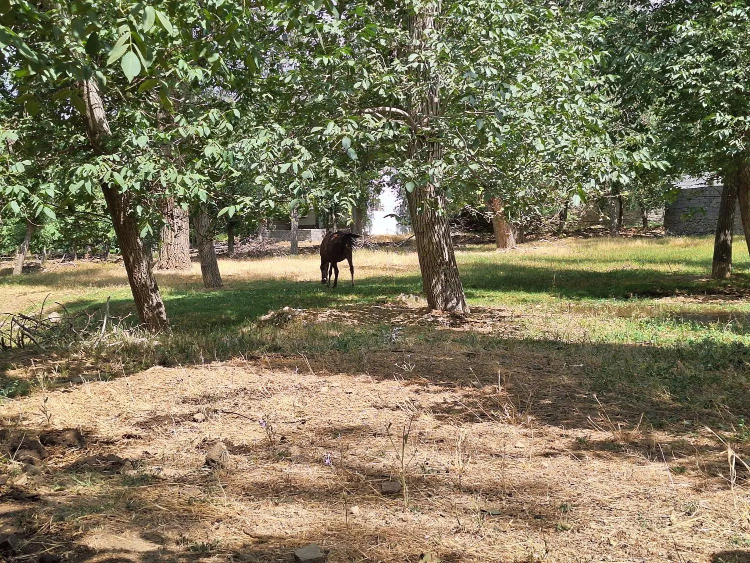 زمین باغی بفروش میرسد