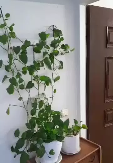 ۴۲.۳ متری عجب گل