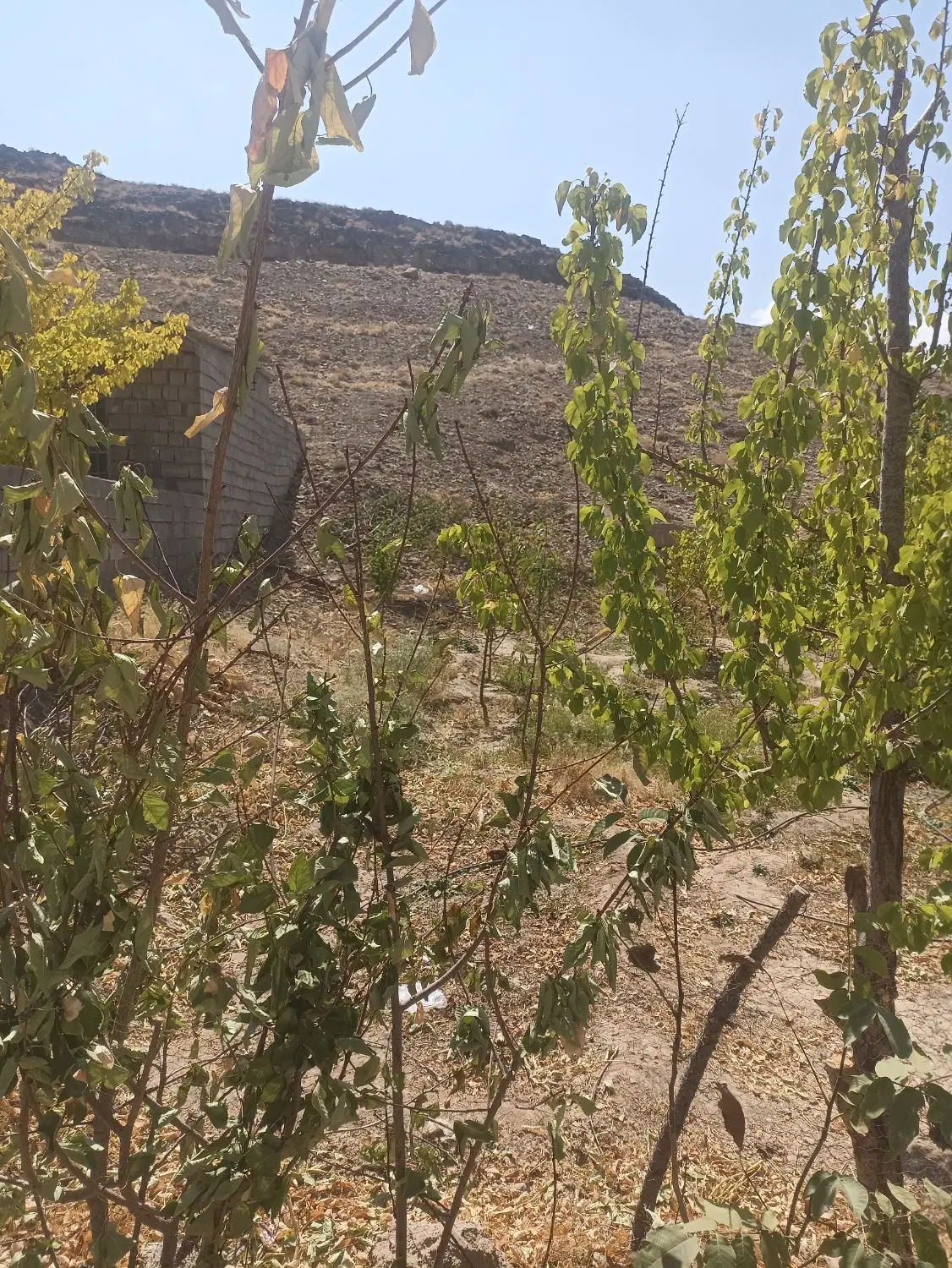 ۷قصب زمین سکنج ماهان