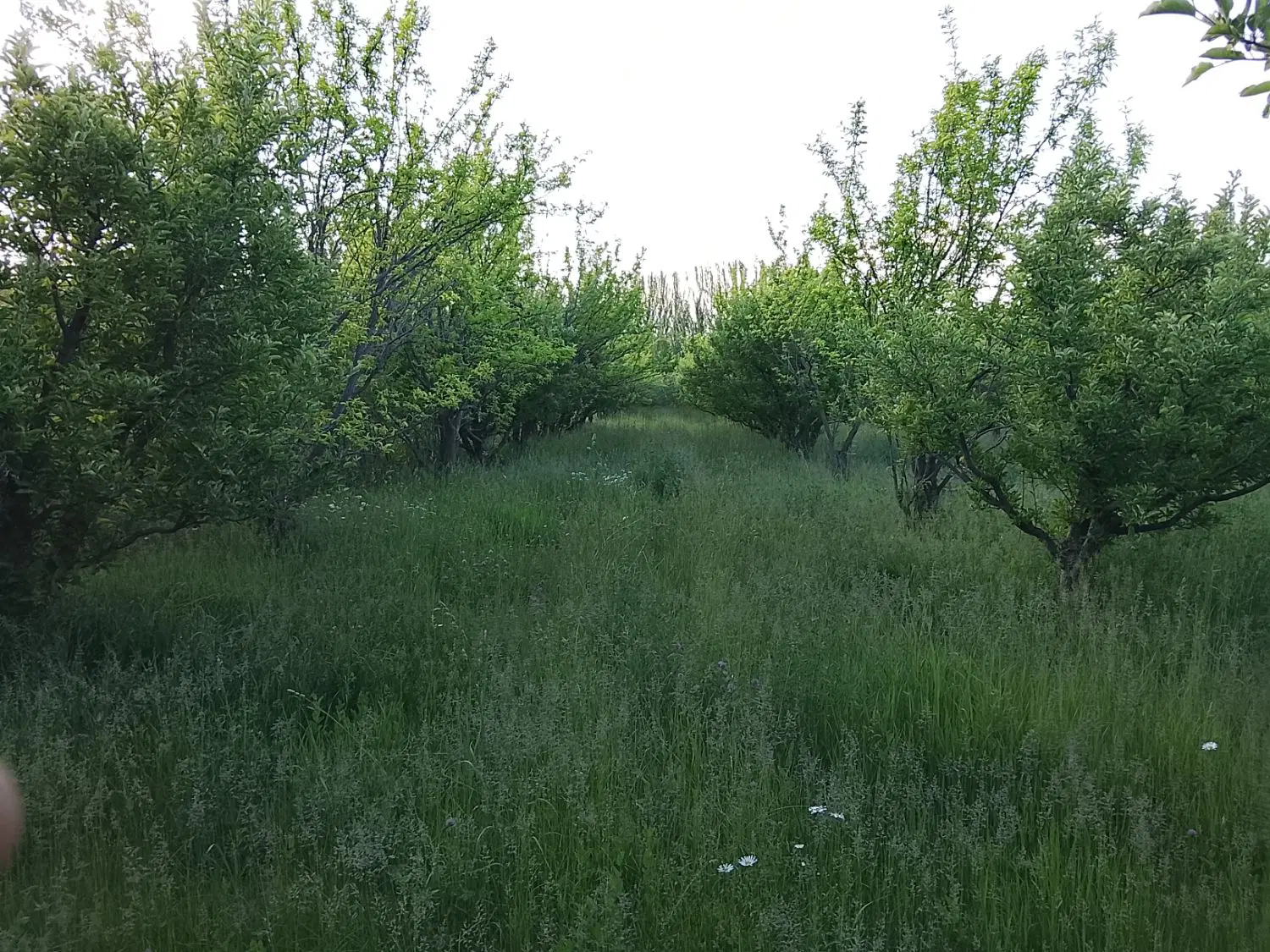باغ