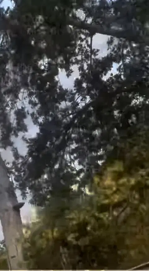باغ سبز امید