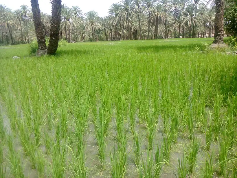 زمین برای برنج