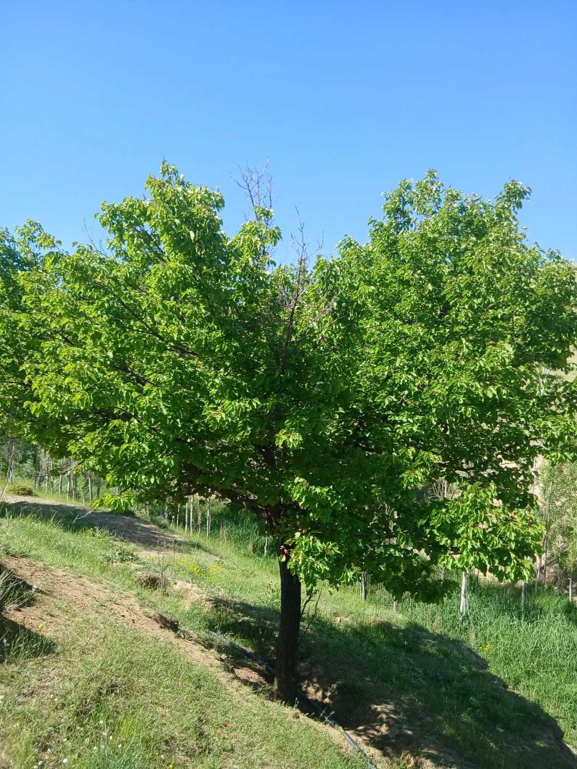 زمین کشاورزی