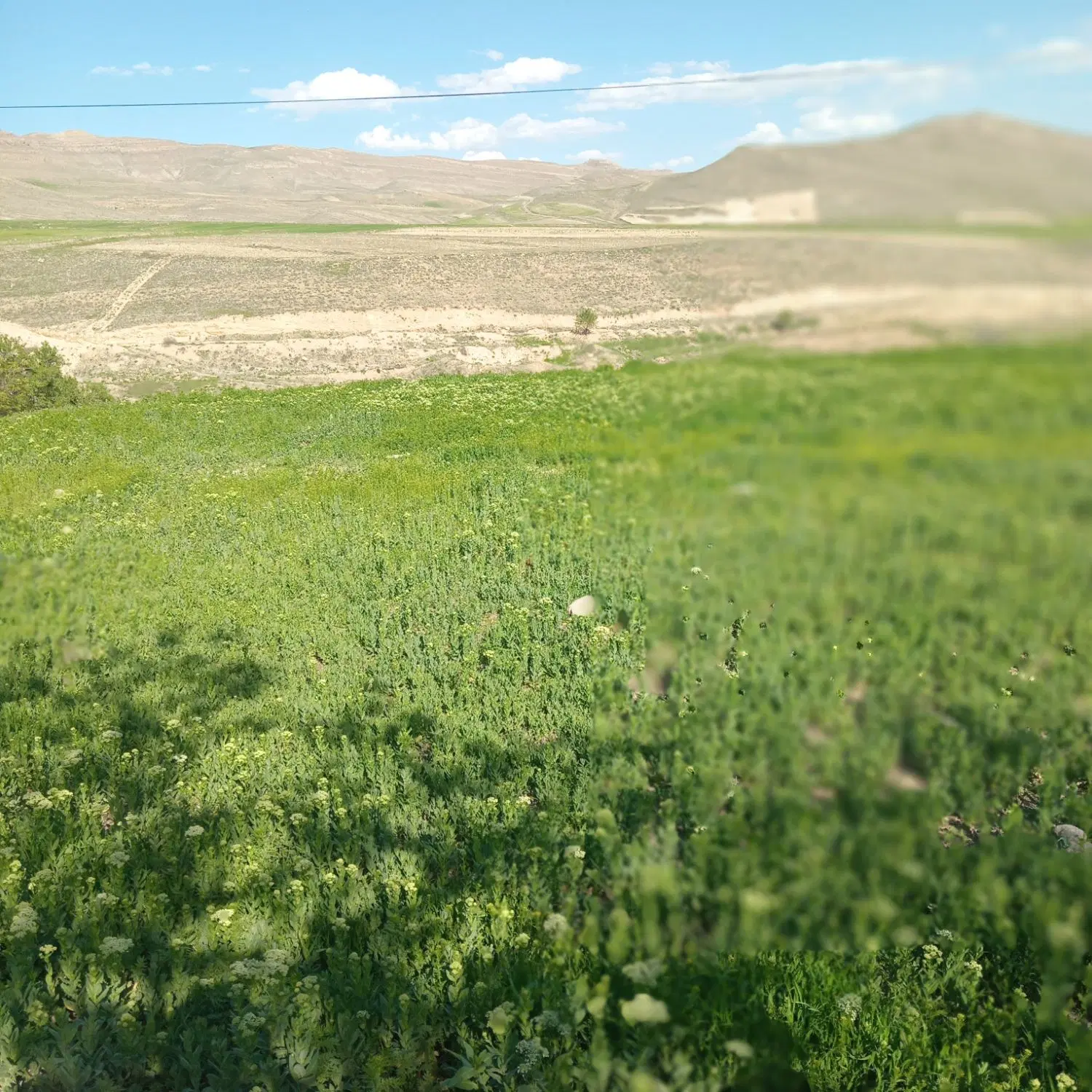زمین مسکونی