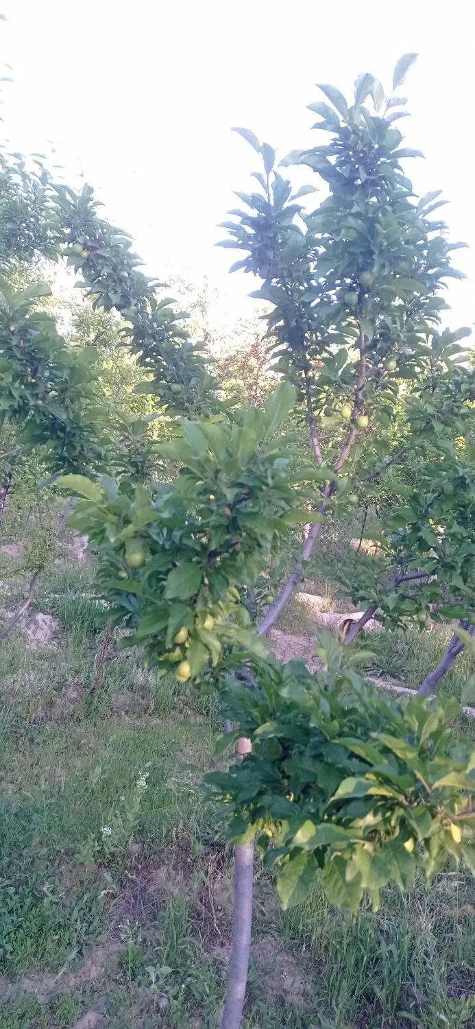 باغ