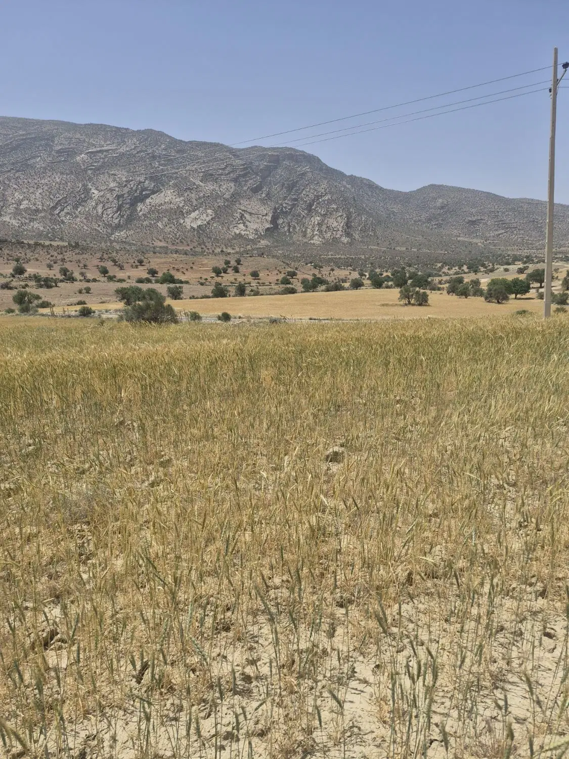 زمین کشاورزی