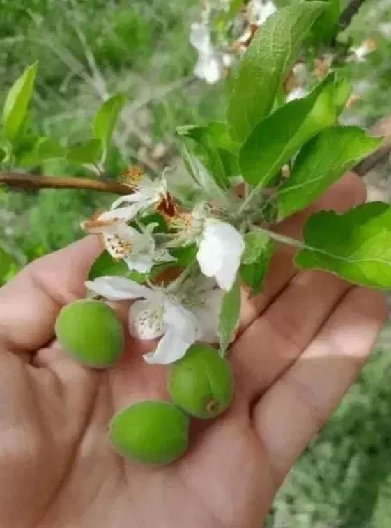 ملک زراعی باغی جهت تهاتر کامل