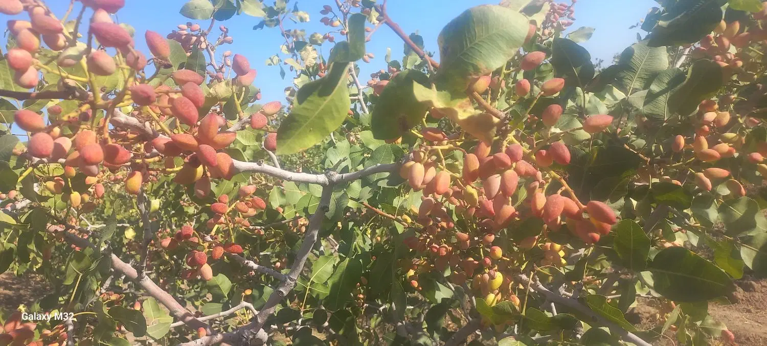 باغ پسته رقم احمداقایی