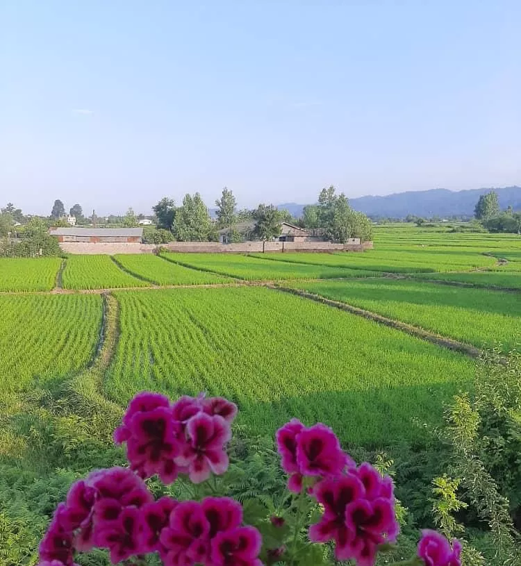 اجاره کلبه چوبی نوساز و تمیز حیاط دار