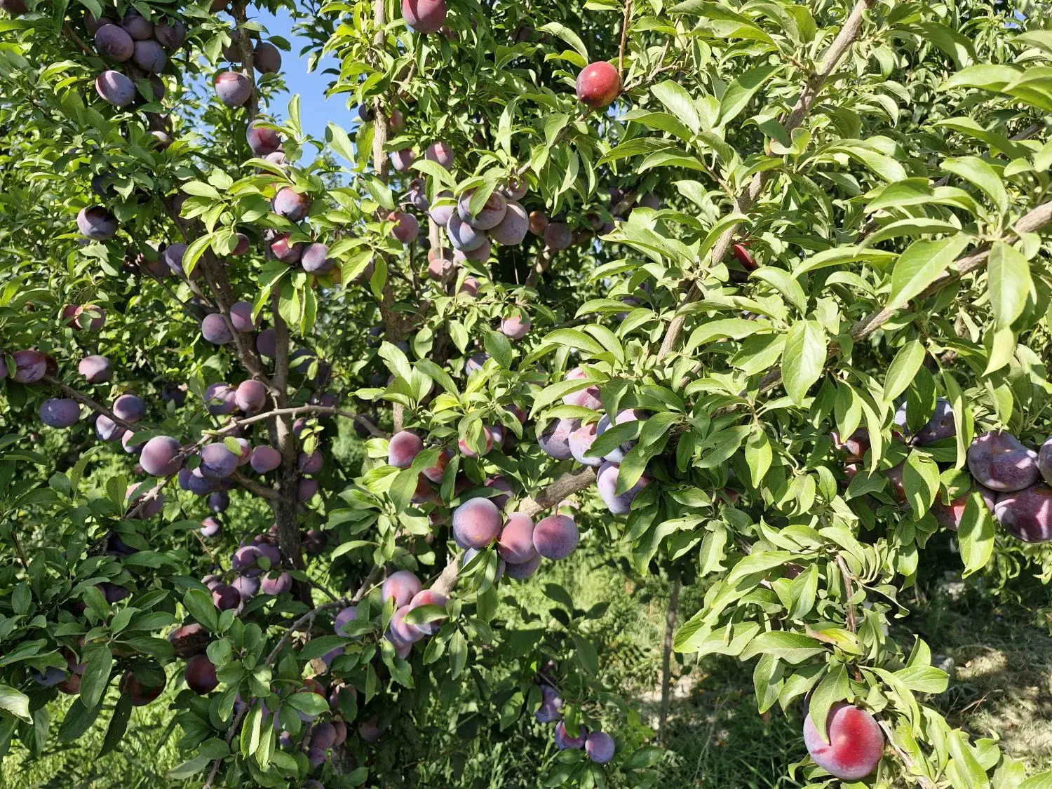 فروش باغچه در شورکند کاکلر