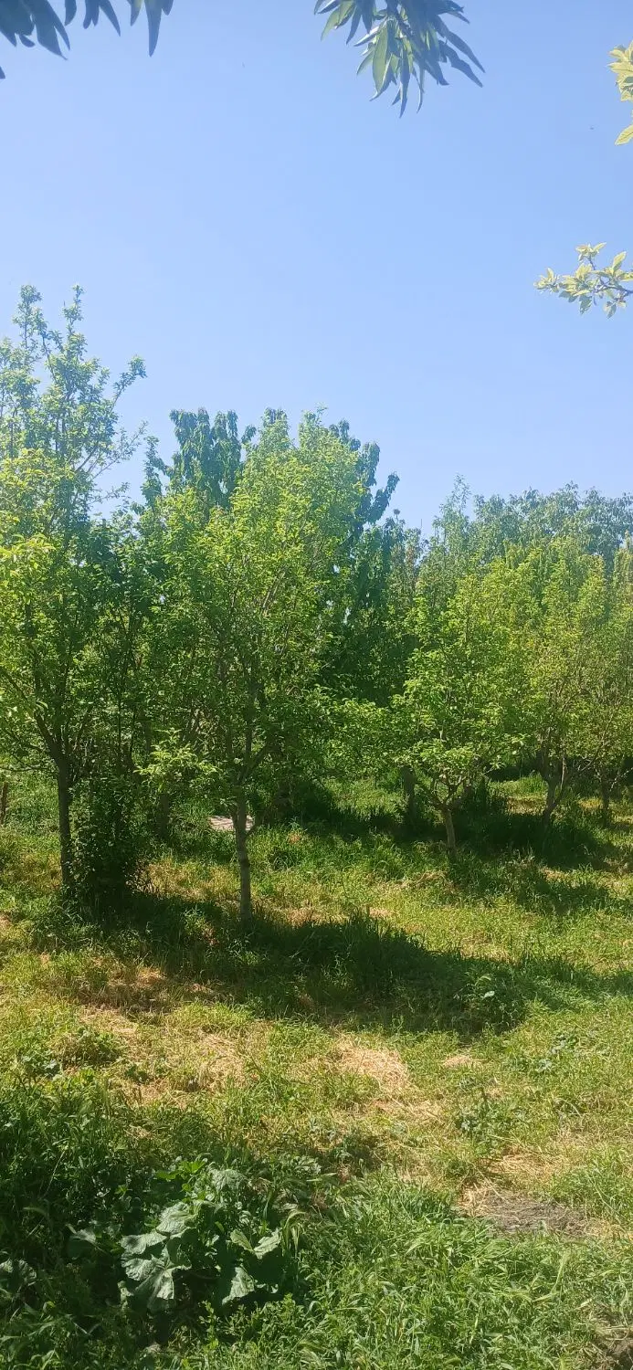 زمین باغی ویلایی_  باغرود_ میلان ارش