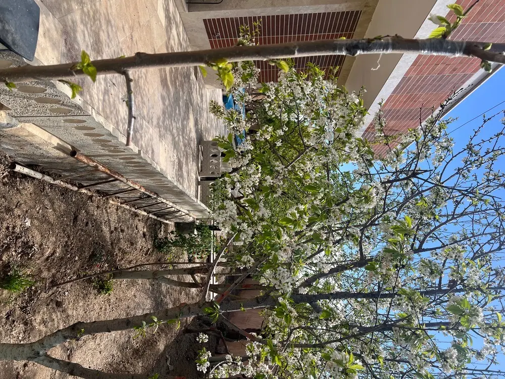 خونه باغ ویلایی