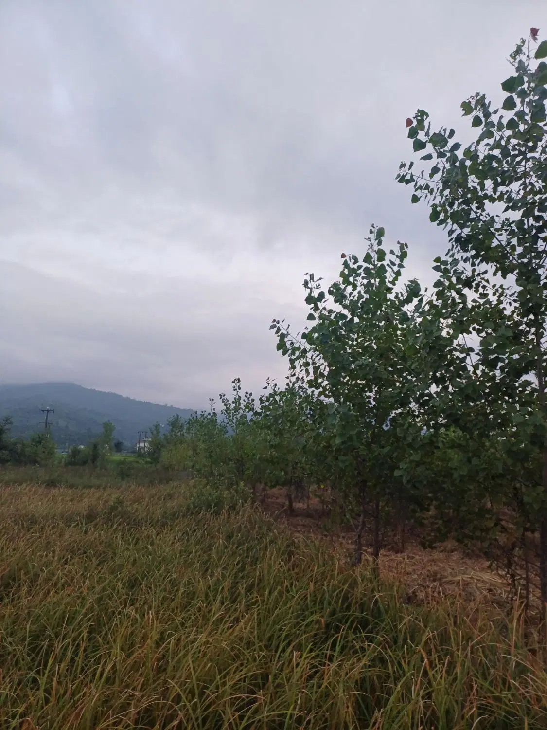قطعه زمین باغی بایر