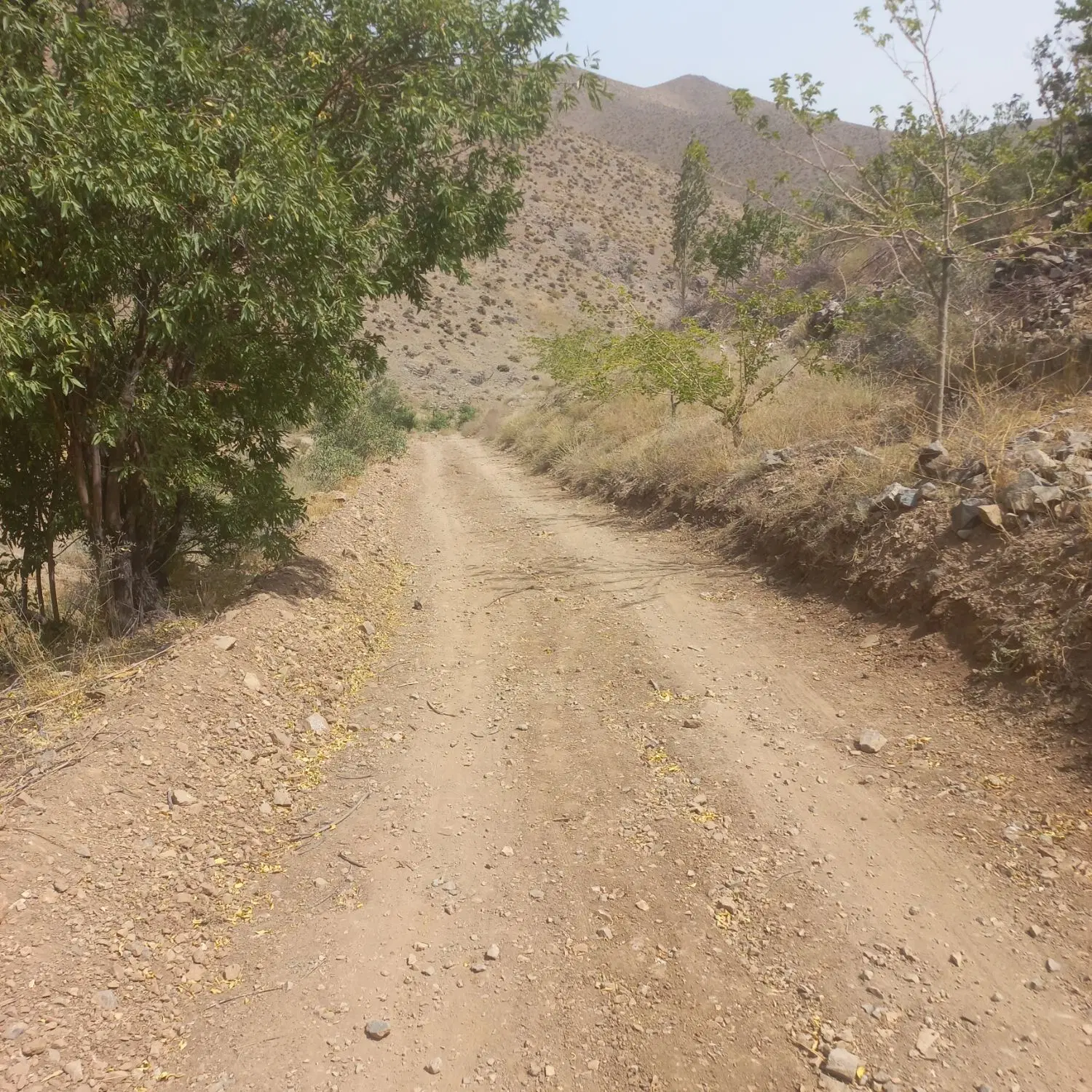 زمین کشاورزی و باغ میوه ۱۵هزار متر