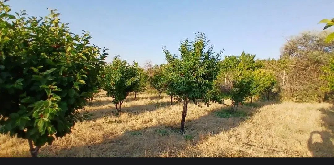 فروش باغ