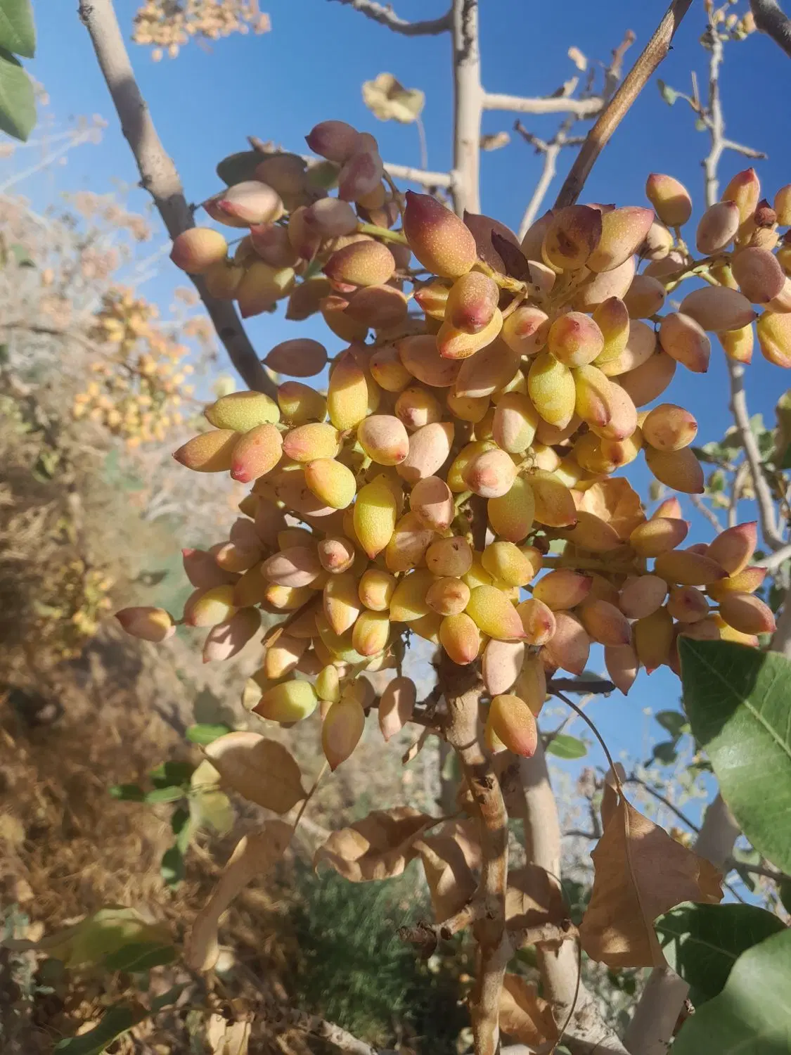 ۵۰ قصب زمین پسته با یک حبه اب کریم اباد علیا
