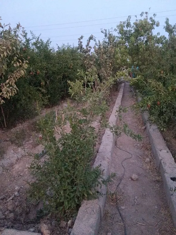 باغ به متراژ ۴۱۰متر