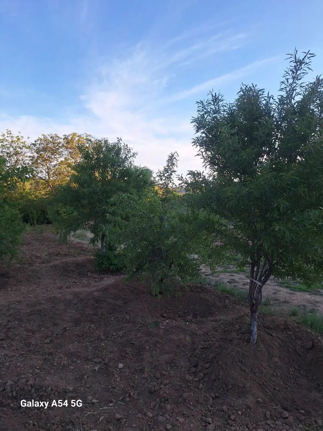 باغ و ساختمان نیمه کاره در روستای حاجی آباد دهگاه
