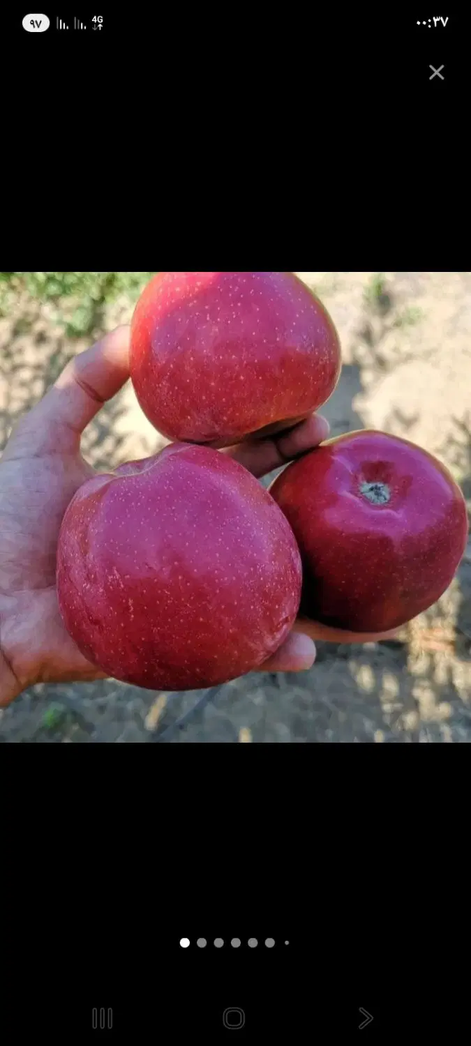 اجاره میوه حتی یک درخت درحیاط