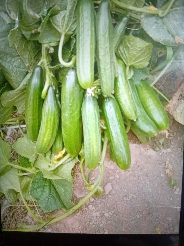 گلخانه 2000متر  دوراهی سلاور