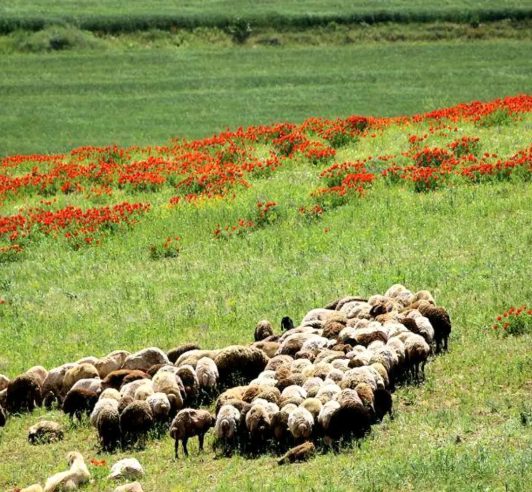 زمین روستای کلهر یه کم بالاتر از قبرستان خاتون