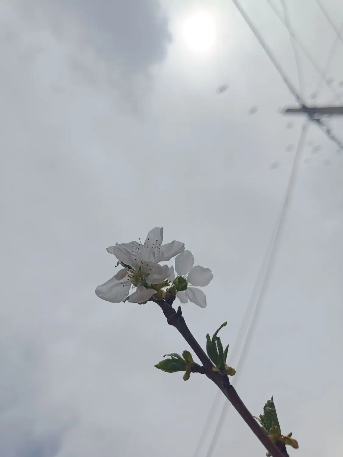 خانه برا رهن و اجاره میخوام