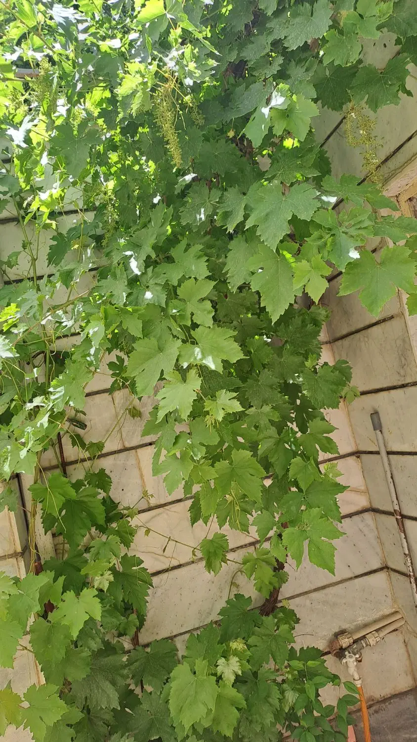 خونه ویلایی بیدستان
