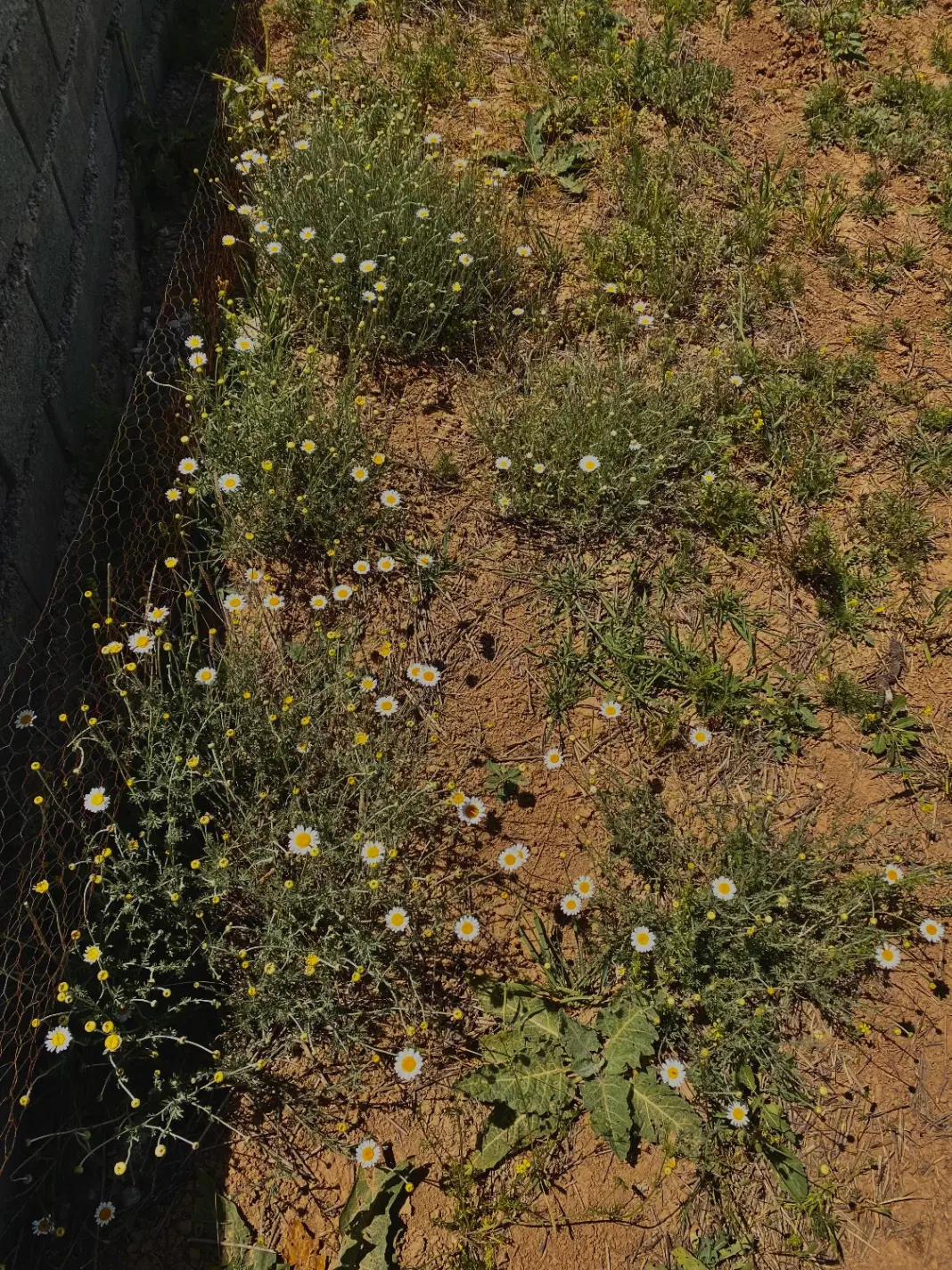 باغ در کیاسر