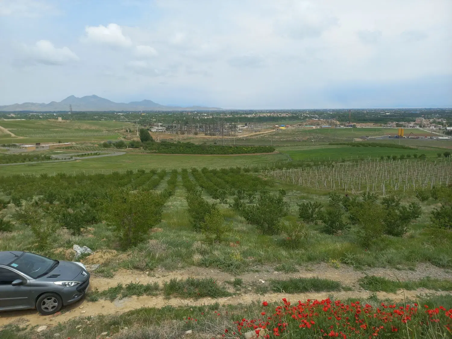 یک زمین باغ درخت زرد الو و بادام در روستای قطلو