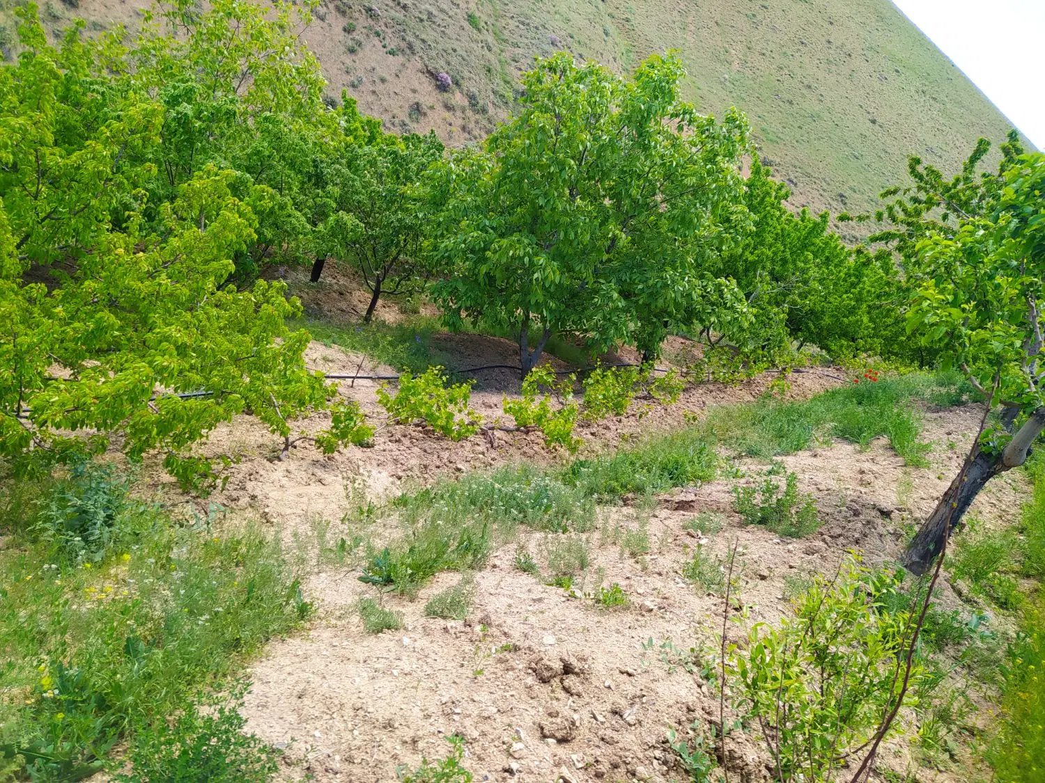 باغ مثمر . باغ میوه