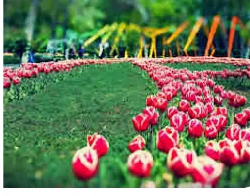 فروش ۷۰۰۰ متر باچند ویلا و