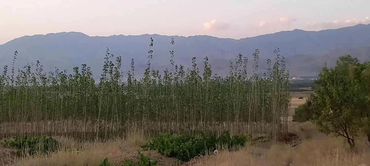 باغ