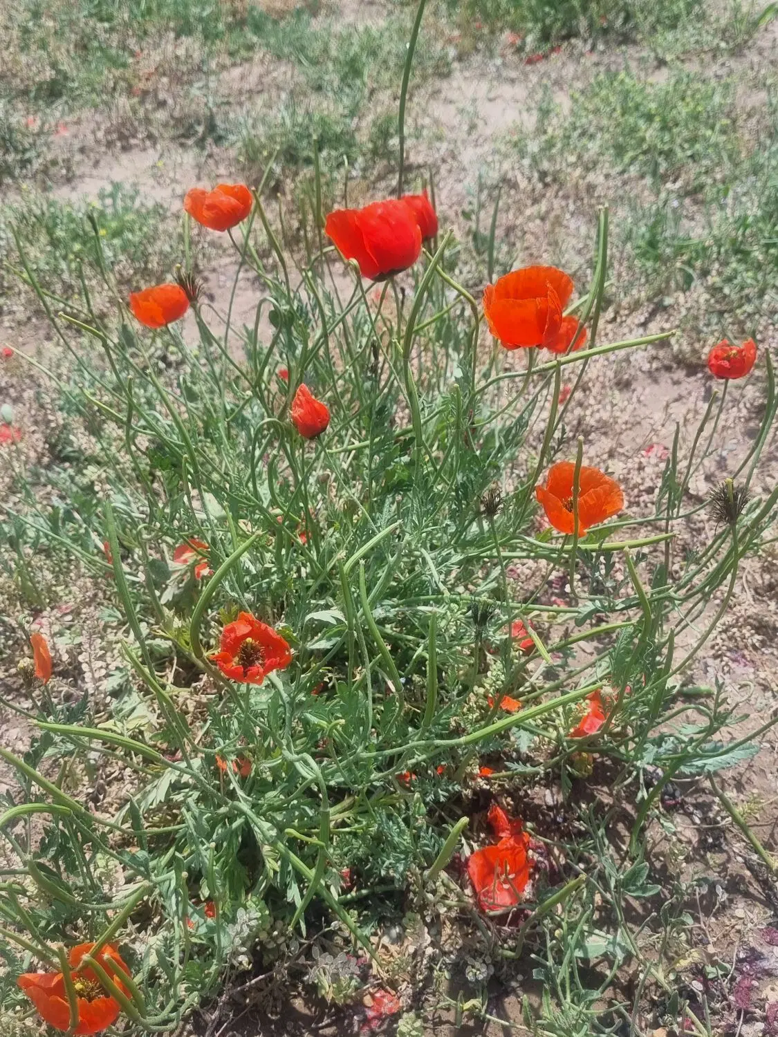 اجاره سالانه باغ