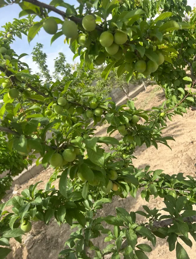 باغ ویلا سنددار با کاربری باغی مسکونی داخل مجتمع