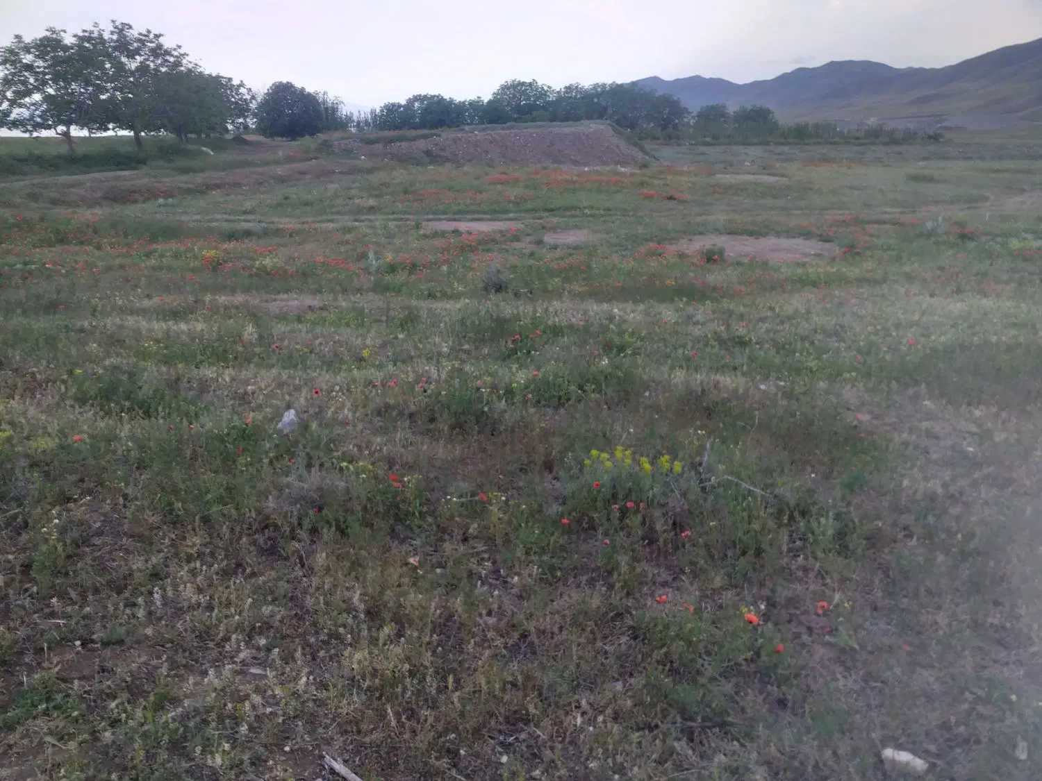 زمین زراعی