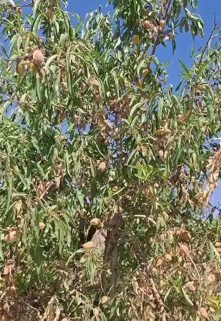 فروش باغ