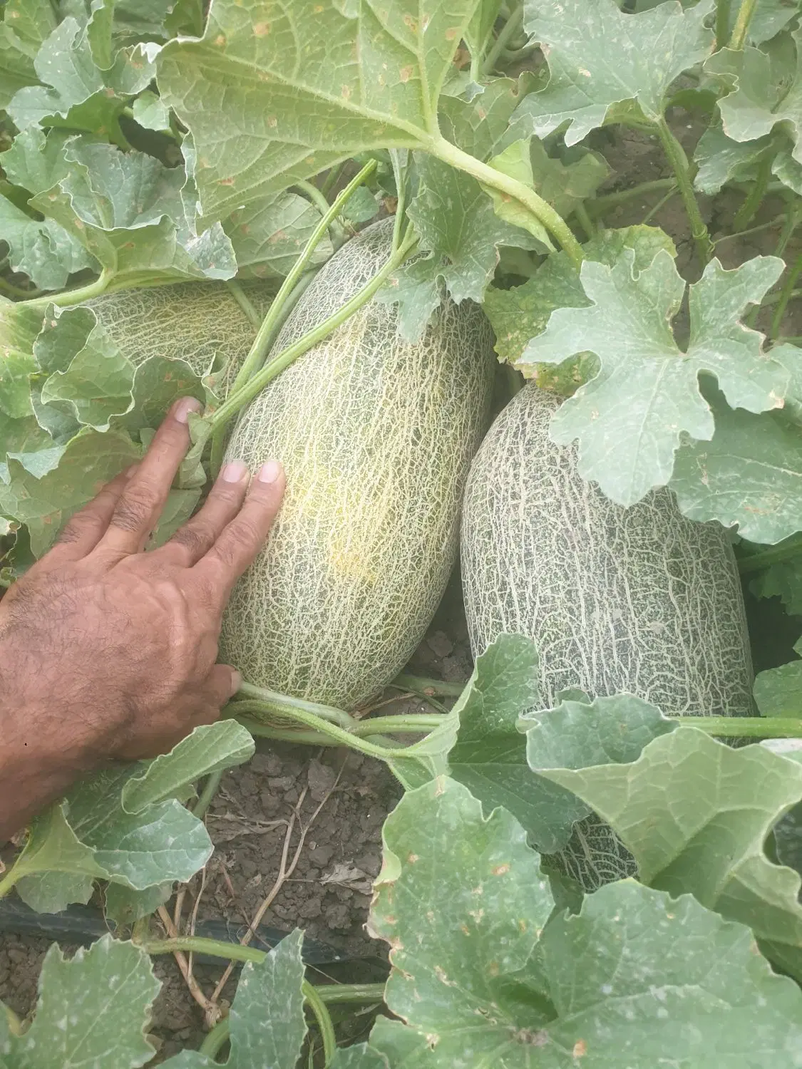زمین کشاورزی خان ببین